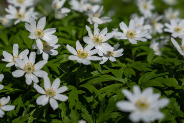 Beautiful white spring flowers on green grass