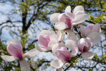 Beautiful spring flower blooming magnolia