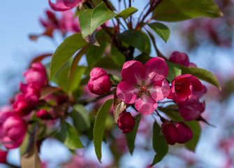 Beautiful spring flower blooming sakura