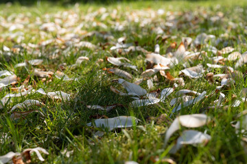 Spring magnolia leaves fallen on green grass