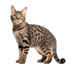 Obraz premium cat looking isolated on white