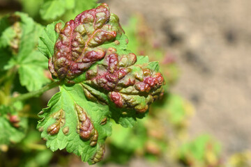 Reddish blisters on red currant leaves caused by aphids (Cryptomyzus ribis)