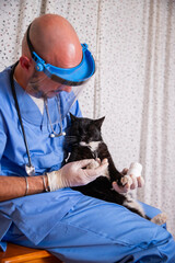 A vet is carrying out a home visit checking the health of a cat, vertical photo
