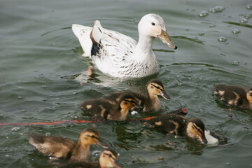 Mother duck the silver appleyard with ducklings swimming in the lake 