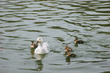 ducks on the lake with ducklings, silver appleyard duck family 