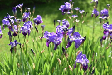 Iris germanica au printemps