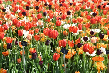 Tulipes multicolores au printemps au jardin - 782206022