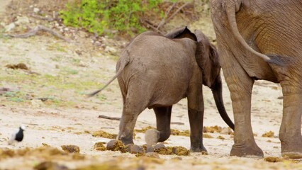 A baby elephant walking with mother elephant at Chobe National Park, Botswana, South Africa 