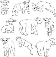 Cute sheep design. Vector illustration	
