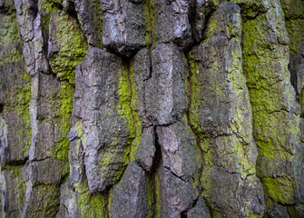 Tree bark close-up. Creases and cracks in the bark. Bark background