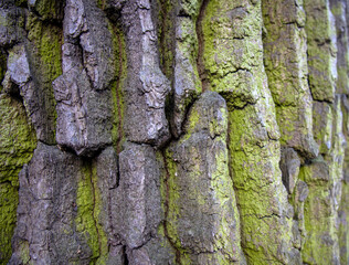 Tree bark close-up. Creases and cracks in the bark. Bark background