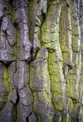Tree bark close-up. Creases and cracks in the bark. Bark background