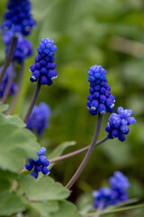 Muscari, mouse hyacinth. A dark blue spring flower. Primroses on the lawn.