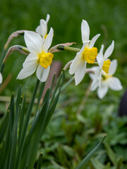 White daffodils. The first spring flowers bloomed in the garden. Primroses in the park