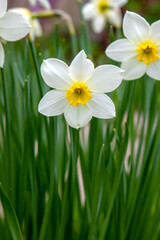 White narcissus with a yellow center. Flowers in a flower bed. The first spring flowers. Juicy green leaves. Primroses