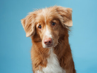 A Nova Scotia Duck Tolling Retriever gazes softly, studio-lit against a blue backdrop. The image captures the dog warm fur tones and gentle expression