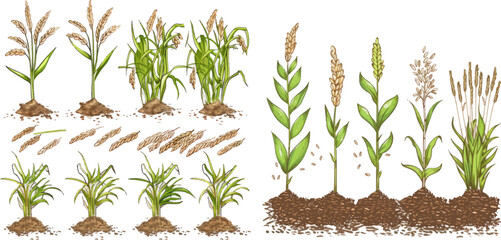Fototapeta premium Rice growth. Plant crop growing cycle