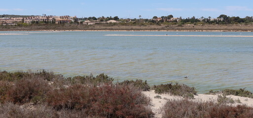 Salinas El Pinet, La Marina, Alicante, Spain, April 10, 2024: Panoramic with different types of birds in the lagoons of the Salinas del Pinet, La Marina, Alicante, Spain