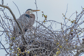 Great blue heron nesting in tree high above ground - 782210424