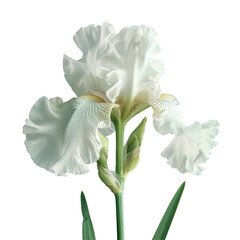 A white flower on a Transparent Background