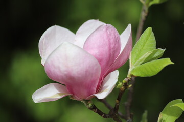 Magnolia tree blossom in springtime. Tender pink flowers.