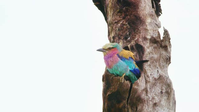 Lilac breasted roller, Coracias caudatus, in Chobe National Park, Botswana, South Africa 