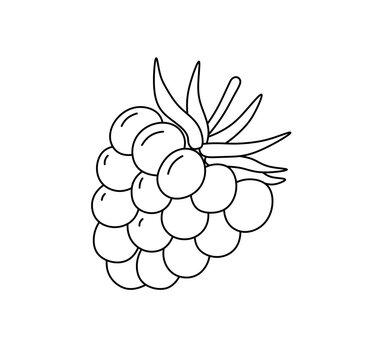 Vector isolated one single raspberry berry colorless black and white contour line easy drawing