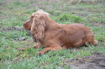 liegender Hund - Cocker Spaniel