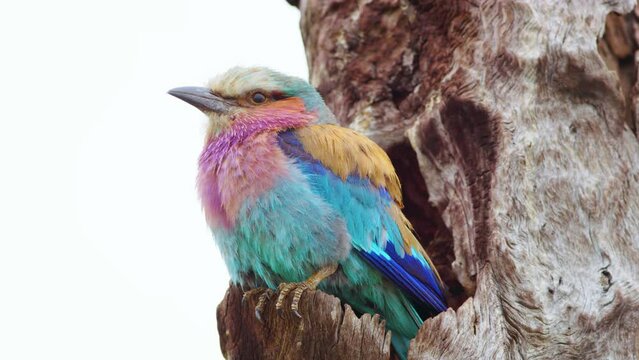 Lilac breasted roller, Coracias caudatus, perched on a tree at Chobe National Park, Botswana, South Africa 