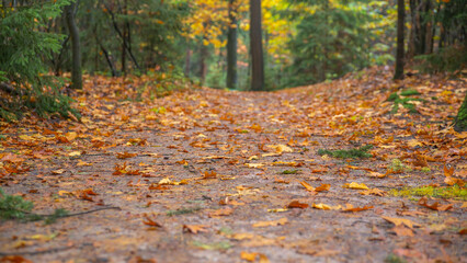 fallen yellow leaves on the ground of forest, background