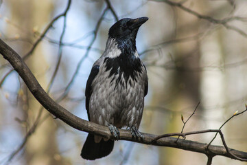 The Hooded Crow On The Branch