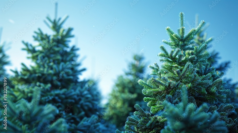 Poster a close up of a bunch of pine trees. perfect for nature backgrounds