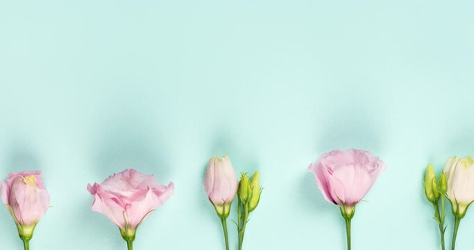 Trendy video banner for Valentines Day, International Womens Day or mothers day, Beautiful pink Eustoma branches flat lay on light blue background