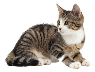 Fototapeta premium A calm brown tabby cat sits elegantly.