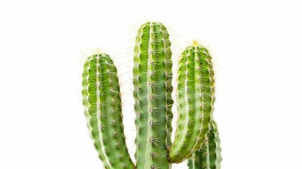 On a white background, a cactus is isolated.