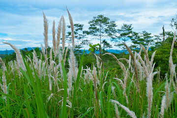 Reed grass flowers in the mountains
