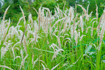 Fototapeta na wymiar Reed grass flowers in the mountains 