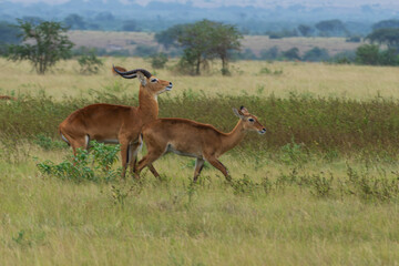 Naklejka na ściany i meble Ugandan kob in Queen Elisabeth national park