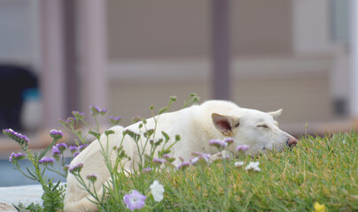 Duży biały pies śpiący wśród kwiatów, Midoun Tunezja - obrazy, fototapety, plakaty