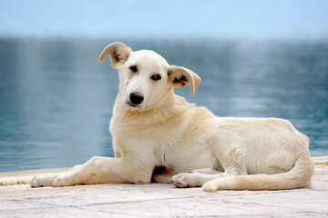 Duży pies odpoczywający nad brzegiem wody w Midoun Tunezja - obrazy, fototapety, plakaty