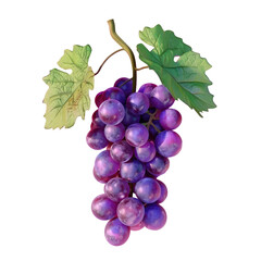 Fototapeta premium Grapes bunch with leaf on Transparent Background
