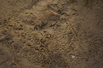 Bird footprints in the mud