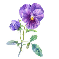 Purple pansy flowers on Transparent Background