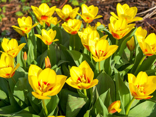 yellow and red tulips