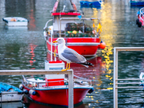 Colorful boats in Luarca marina