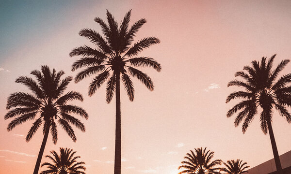 Sunlight summer vibe pink tint colors, California sky with palms, analog film grain effect, summer postcard