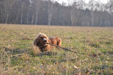 Cocker Spaniel