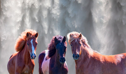 Amazing Skogafoss waterfall in Iceland - The Icelandic red horse is a breed of horse developed - Iceland