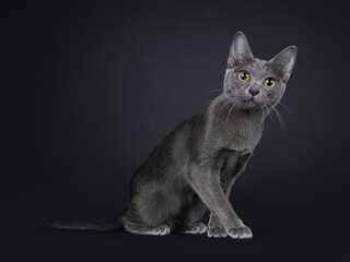 Cute little Korat cat kitten, sitting up side ways. Looking to camera with big eyes. Isolated on a black background.