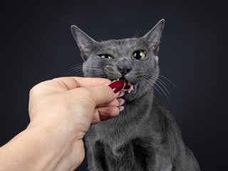 Head shot of adult Korat cat, biting in candy held by human hand. Looking to camera with big eyes. Isolated on a black background.